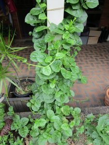 SUMMER GREEN WINNERS